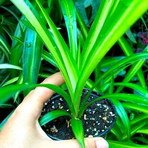 Spider plant 10” tall